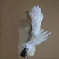 Disfraz de alas de ángel con plumas blancas de Victoria Fotografía de pasarela